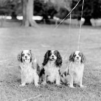 Picture of three cavalier king charles spaniels