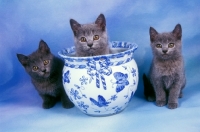 Picture of three Chartreux kittens on blue background