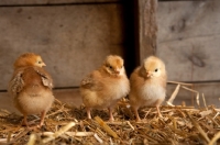 Picture of three chicks