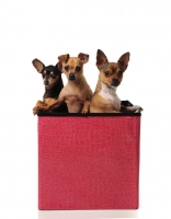 Picture of three Chihuahua dogs in a box