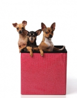 Picture of three Chihuahua dogs sitting in a box
