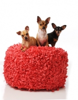 Picture of three Chihuahua dogs