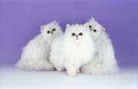 Picture of three chinchilla kittens