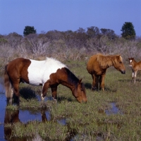 Picture of Three chincoteague ponies on assateague Island