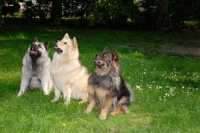 Picture of three Chinese Foo dogs