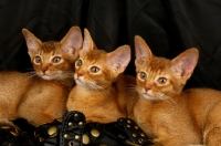 Picture of three chocolate abyssinian kittens