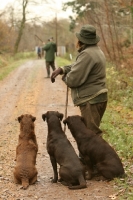 Picture of three chocolate Labrador Retrievers