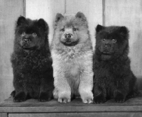 Picture of three Chow puppies