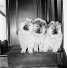 Picture of three chow pupppies
