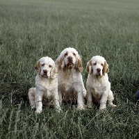 Picture of three clumber spaniel puppies