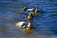 Picture of three cocker spaniels in usa in water one retrieving a stick