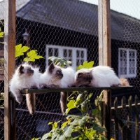 Picture of three colourpoint cats lying in a cattery. (Aka: Persian or Himalayan) 