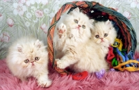 Picture of three cream cameo Persian kittens