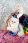 Picture of three cream cameo Persian kittens playing in a basket