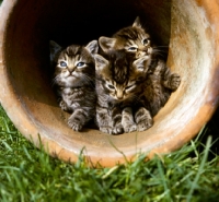 Picture of three cute tabby kittens in a plant pot
