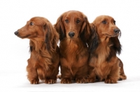 Picture of three dachshund longhaired (miniature) dogs