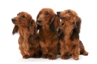 Picture of three dachshund longhaired (miniature), (one Australian Champion)