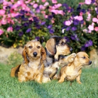 Picture of three dachshund puppies, one smooth, two wired haired, one pushing another away
