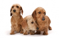 Picture of three Dachshunds (Miniature Wire) in studio