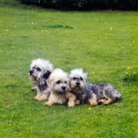 Picture of three dandie dinmont terriers relaxed on grass