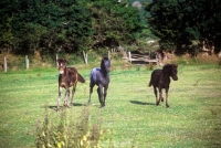 Picture of three dartmoor foals in a field