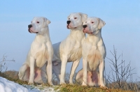 Picture of three Dogo Argentino dogs in winter