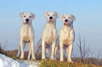 Picture of three Dogo Argentino dogs