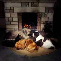 Picture of three dogs and a cat round the fire