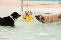 Picture of three dogs playing in swimming pool