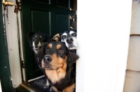 Picture of three dogs standing in door opening