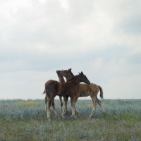 Picture of three Don foals nuzzling 