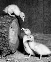 Picture of three ducklings and a log