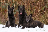 Picture of three Dutch Shepherd dogs, longhaired