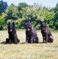 Picture of three Dutch Shepherd Dogs showing smooth coat, wire coat and long coat