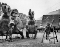 Picture of three elephants performing tricks next to a girl with a blackboard