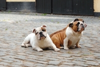 Picture of three English Bulldogs