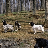 Picture of three english cocker spaniels in usa standing in woods