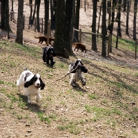 Picture of three english cocker spaniels playing in a forest with irish setters in background
