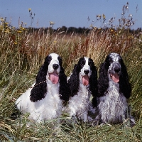 Picture of three english cocker spaniels sitting in long grass