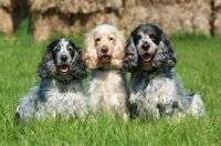 Picture of three English Cocker Spaniels
