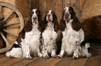 Picture of three English Springer Spaniels