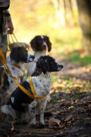 Picture of three english springer spaniels on a lead, waiting during a hunt