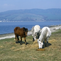 Picture of three Eriskay Ponies at salt lick and eating hay on Holy Island