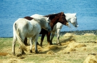Picture of three eriskay ponies eating hay on holy island, scotland