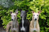 Picture of three ex-racing greyhounds, all photographer's profit from this image go to greyhound charities and rescue organisations