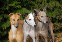 Picture of three ex-racing greyhounds, all photographer's profit from this image go to greyhound charities and rescue organisations