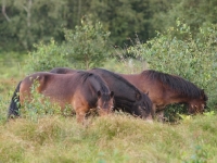 Picture of three Exmoor Ponies grazing