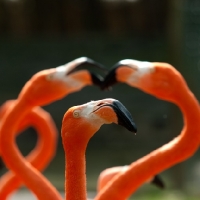 Picture of three flamingo's interacting