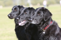 Picture of three Flatcoated Retrievers