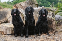 Picture of three Flatcoated retrievers